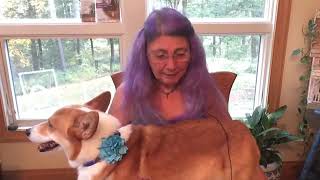 #374 Equine Hospice Story - Conversations with a corgi Episode 374