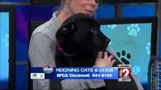 Adopt-A-Pet: April 19, 2015