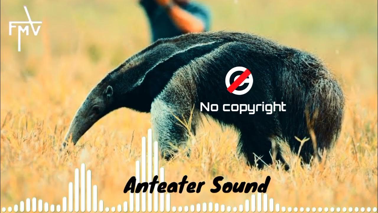 Anteater sound effect anteater sound no copyright anteater sound