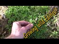 Growing Wild Edible Plants In Your Yard