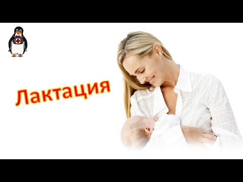 Продукты для лактации и повышения жирности молока