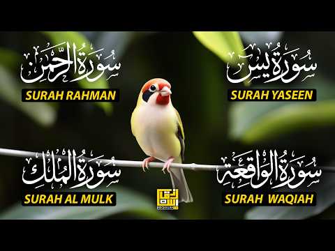 The Best Recitation Surah Yaseen (Yasin) | Surah Rahman | Surah Waqiah | Surah Mulk EP412