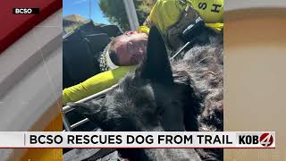 Details Exhausted dog Atlas rescued from trail by Bernalillo County deputies Update