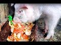 सूअर खाना / so cute pig is eating slop vol / cerdo comiendo