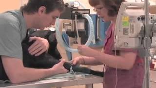 Video 3: Laparoscopic Spay at Roncy Village Veterinary Clinic: Anaesthetic