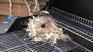 Carolina Wren Nests in our BBQ Grill!