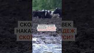 Сколько людей наказали за самый массовый падеж скота в Беларуси?