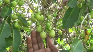 வெள்ளை நாவல் பழம் சித்தர் 9994217789