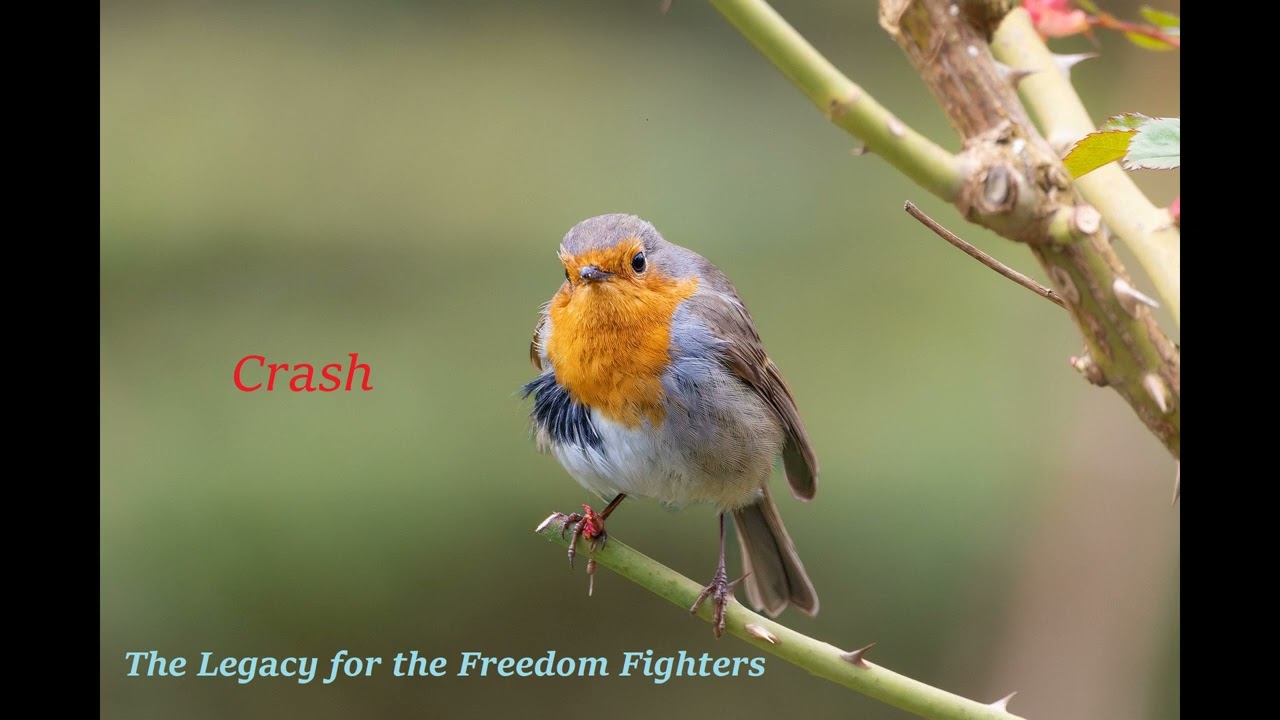 Guarda The Legacy For The Freedom Fighters - Crash (2023) su YouTube Guarda The Legacy For The Freedom Fighters - Crash (2023) su YouTube