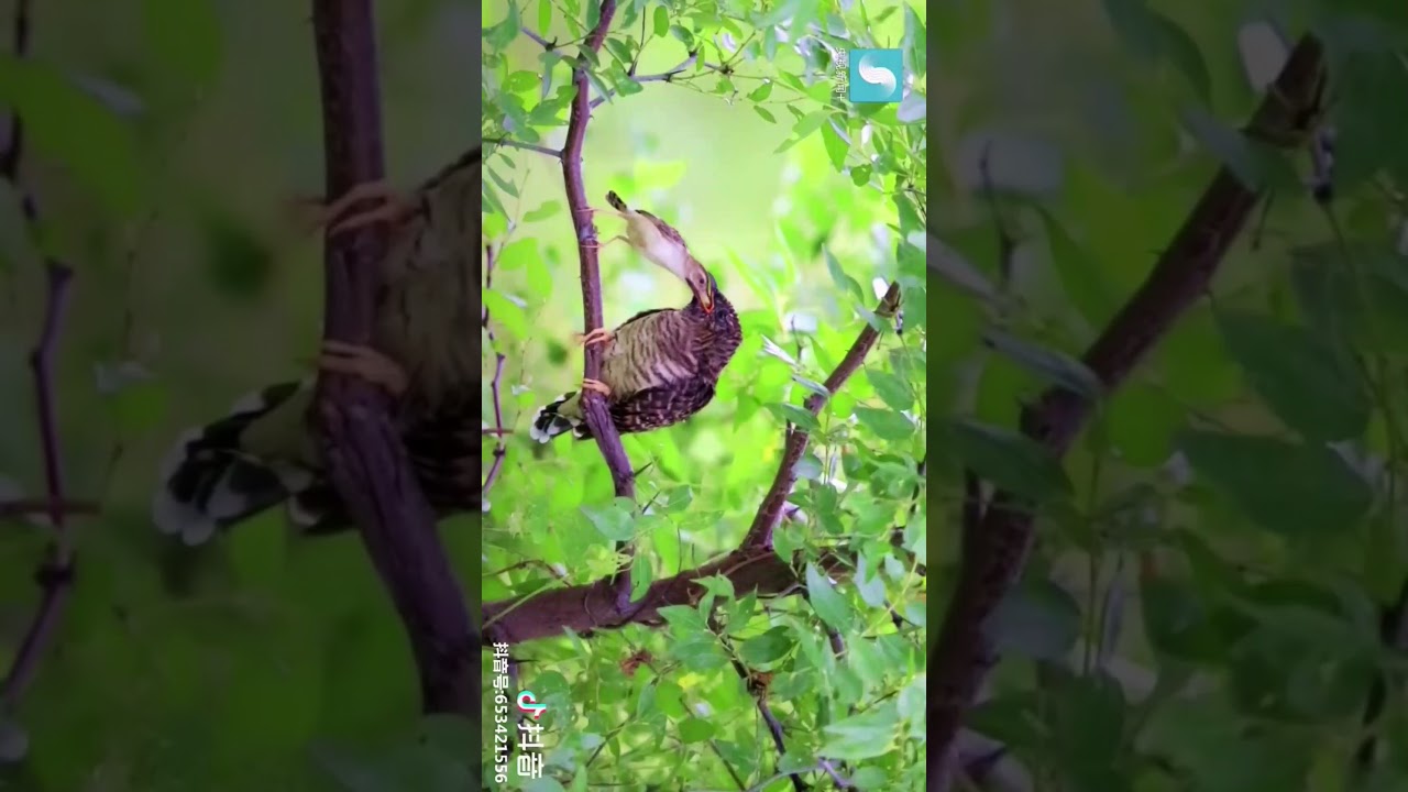 Tik Tok Douyin Nature Birds YouTube