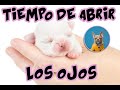 ¿ A los cuantos días abren los ojos los perros?