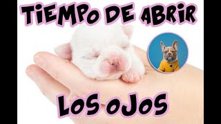 ¿ A los cuantos días abren los ojos los perros?