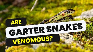 Are garter snakes venomous the answer may surprise you