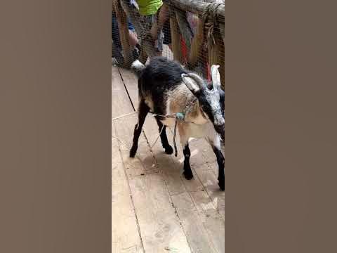 маленький козлик - YouTube