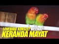 Berkah Keranda Jenazah Suara Lovebird Gondo Mayit Konslet Menyeramkan Mp3 - Mp4 Download