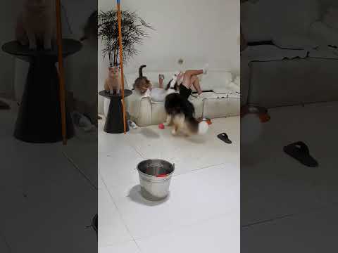 【#乔巴日记 】猫：我感觉要被玩坏了… Cat: I feel like I'm going to be played to death... #pets#cat #animals
