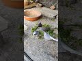 My dove 🕊️ enjoy soft food 🥑🥝🥝 very happily