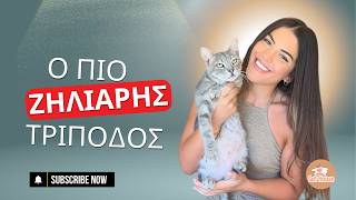 Ποιός Είναι Ο Κουλός Γάτος Του Γατόσπιτου; - Οι Γάτες Του Cathouse