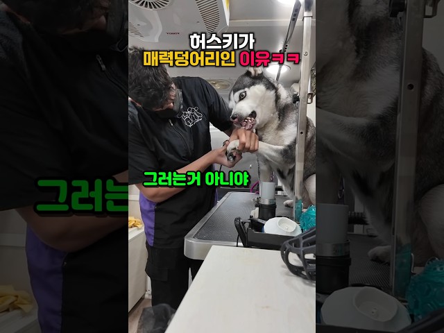 이래서 허스키 허스키 하는건가..? #humor
