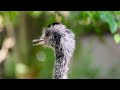 The Emu