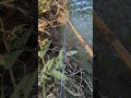 বরশি দিয়ে বিগ সাইজ শৈল মাছ ধরা.. #fishing #foryou #fish #nature