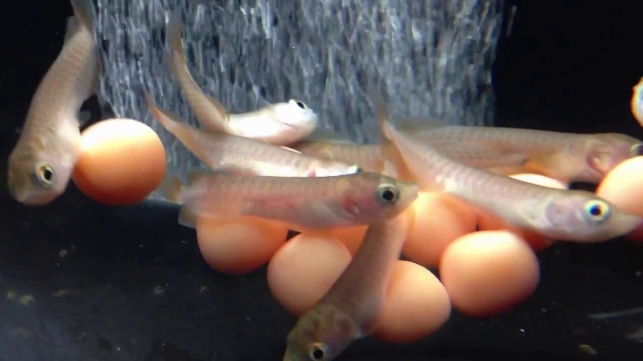 🐟Arowana Life🐟 After Asian Arowana eggs hatching 31 Days🐟 YouTube