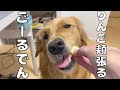りんごが足りないと訴えるゴールデンレトリバーよもぎ