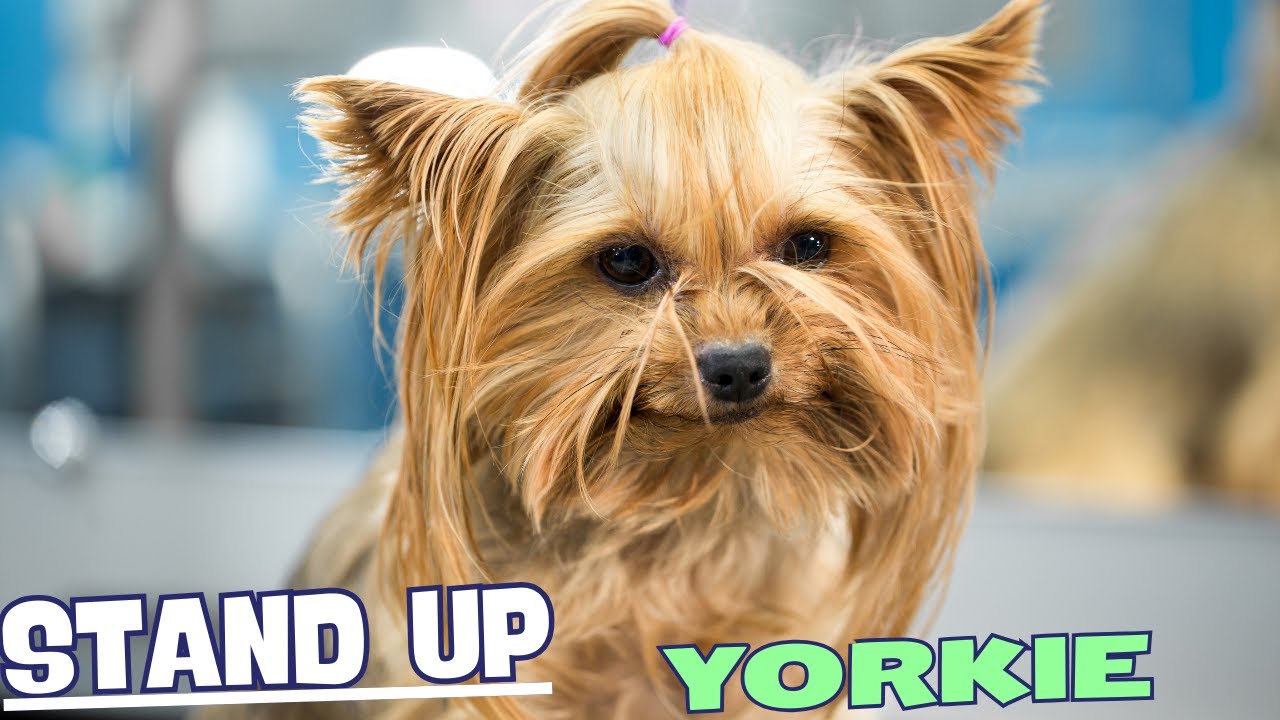12 Things You Need to Know BEFORE Getting a Yorkie! 🐶 - YouTube