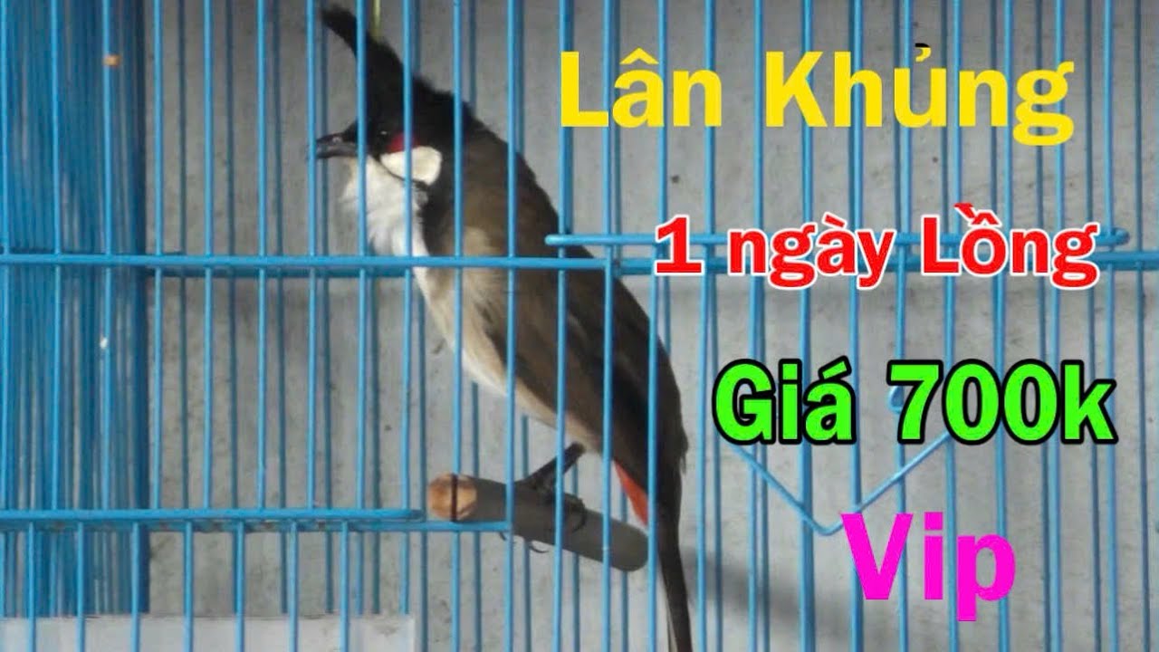 Mãnh Thú Lân Khủng 1 Ngày Lồng - Hot Đ.ấu Cực Sung Mãn Giá 700k / Bổi Vip Cực Đẹp To Khủng