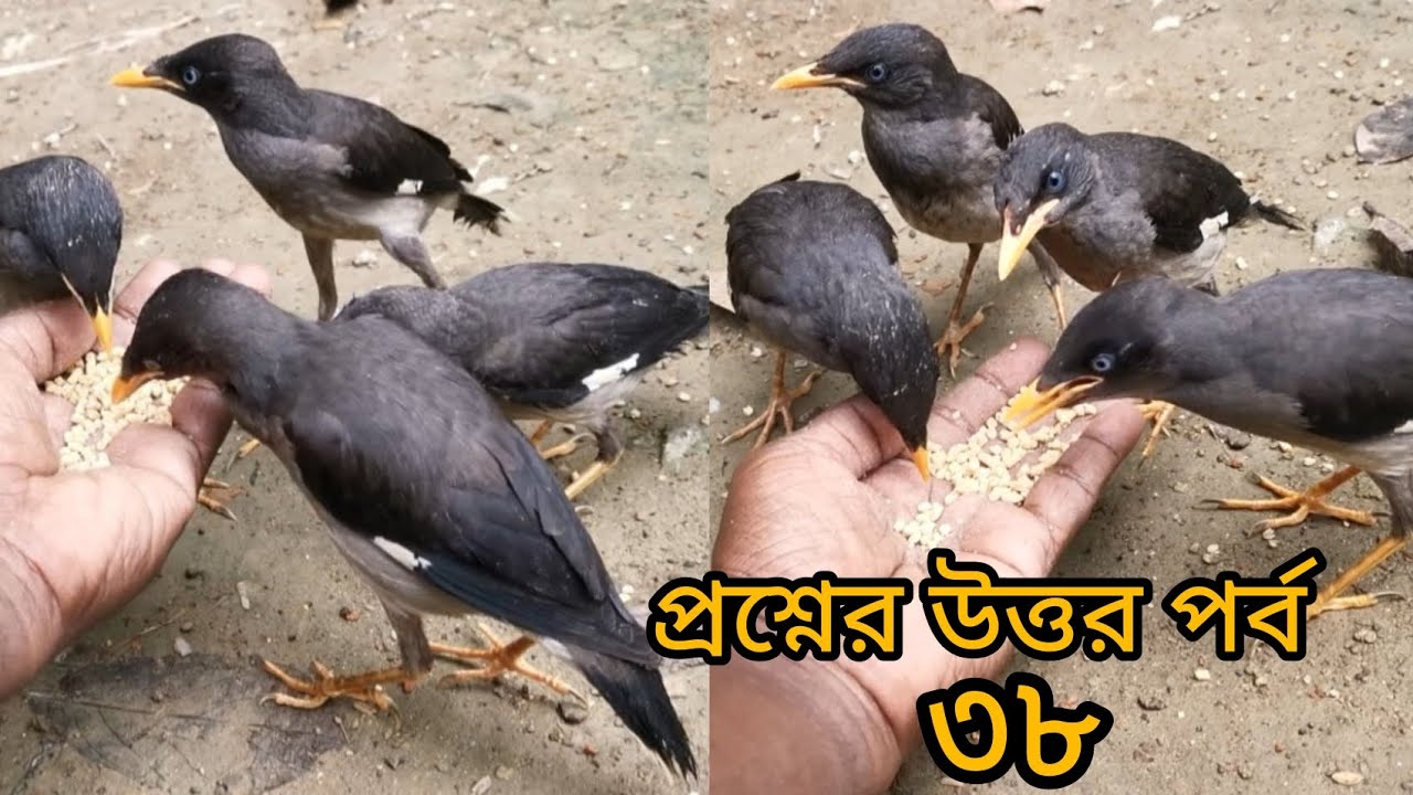 শালিক পাখি নিয়ে প্রশ্নের উত্তর পর্ব ৩৮।শালিক পাখির যত্ন কিভাবে নিবেন।shalik pakhi