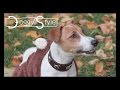 DoggyStyle Одежда и аксессуары для собак