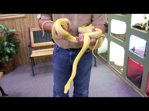 3rd video of Purple Supers