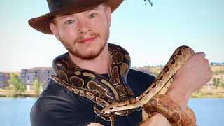 Boa Constrictor Feeding & Care
