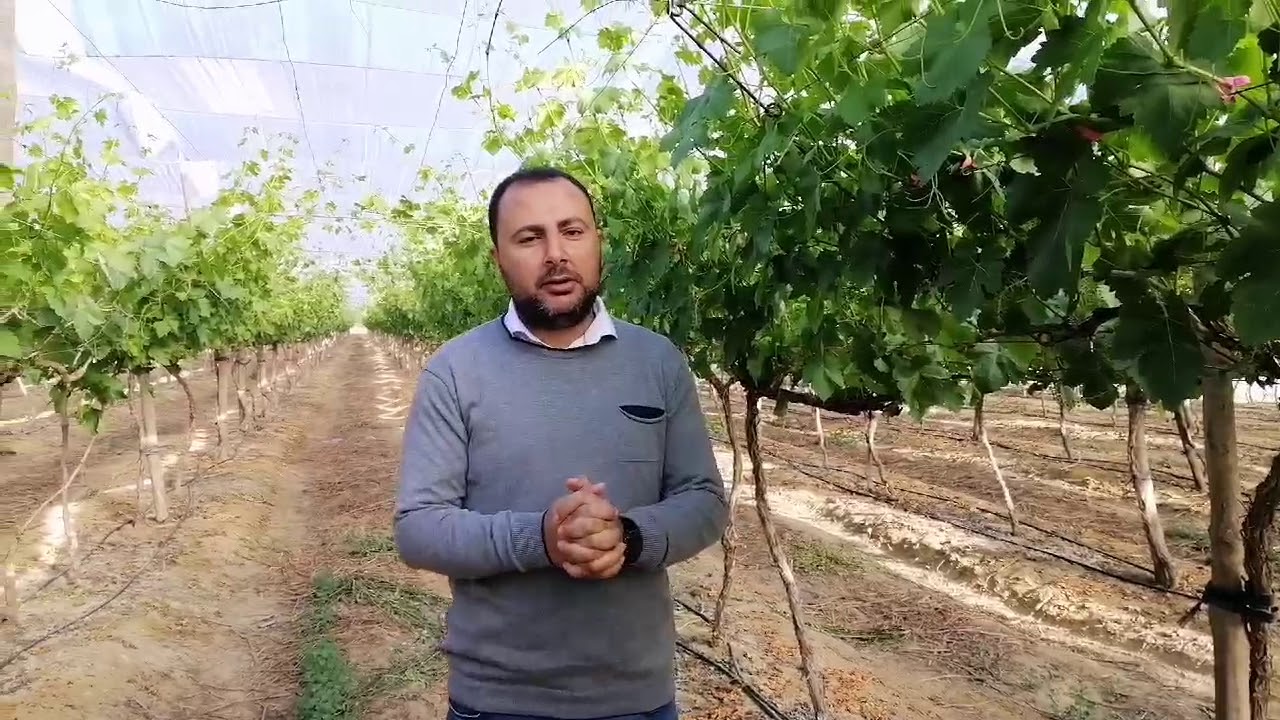 رشات الخف في الايرلي سويت وملاحظات مهمه عليها