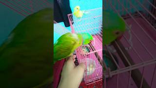 #mithukibatain #parrot #talkingparot #talkingparrot #nonstoptalkingparrot #funny #greenparrot #parro