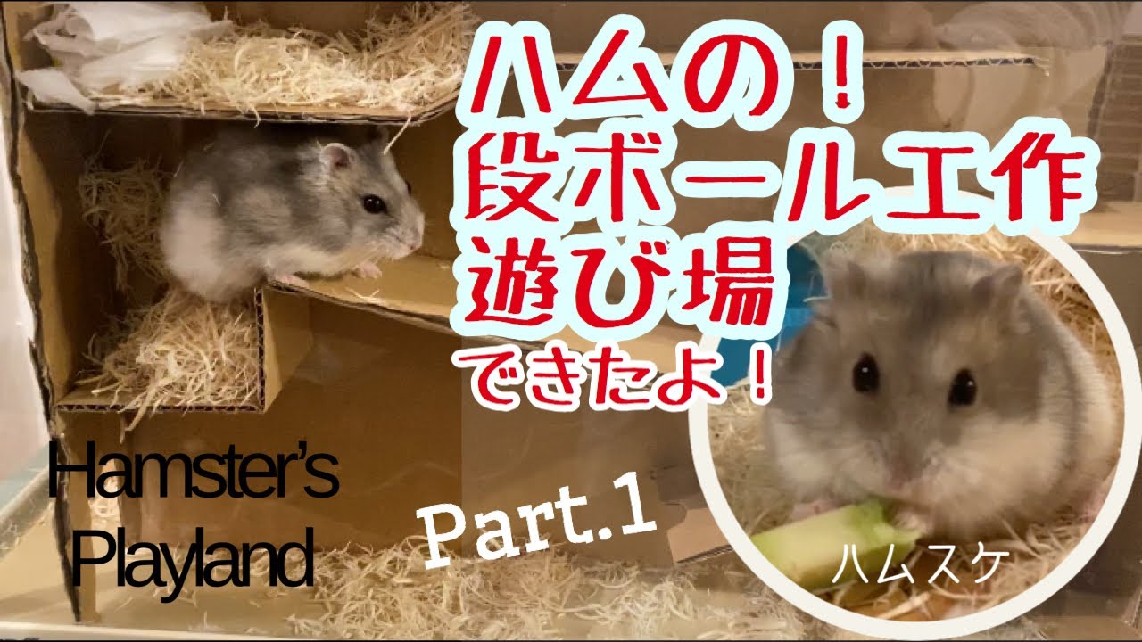 ハムスター 段ボール工作の遊び場できたよ Hamster Playland Youtube