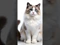 This cat is more dramatic than my whole life! 😼🔥| #FunnyCat #CatDrama #CuteCatMoments #ViralShorts