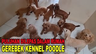 PULUHAN POODLE DILEPAS DALAM RUMAH - GEREBEK KENNEL POODLE