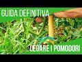 Come legare i pomodori in modo efficace | Grow tomatoes: italian trick