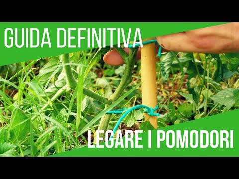 Video: Come Marinare I Pomodori In Modo Semplice