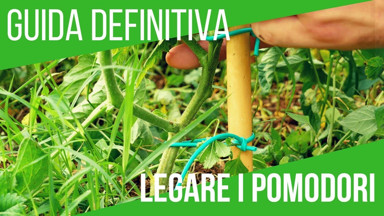 Coltivazione di pomodori a testa in giù - Suggerimenti per ...