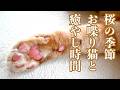【会話成立😲】「ごはーん」から「おいしかったよ」までママと会話する猫