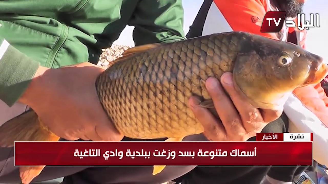 سعيدة : سد وزغت .. الوجهة الأفضل لهواة صيد السمك