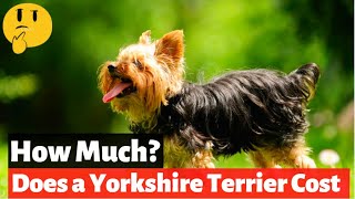 How Much Does a Yorkshire Terrier Cost in 2021?