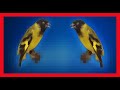 Hooded Siskin Bird Song, Sound, Call, Chirp, Vocalization - 3 Hours - Best - Carduelis Magellanicus