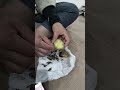 삶은 고구마🌟 #자연농원 #trending #news