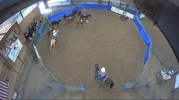Big Sky Ranch Sorting Saddle Series Finals - #7 HC - Round #1 - Ride #51