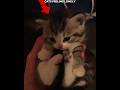 Lonely Cats Just Want Love 🥺💔||#shorts #catlovers #petlovers #cute #emotional #cats #kitty