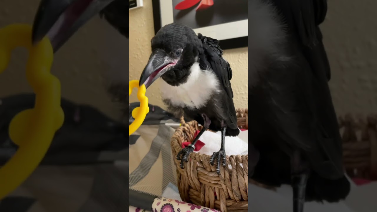 Have You Ever Seen A Baby Crow?