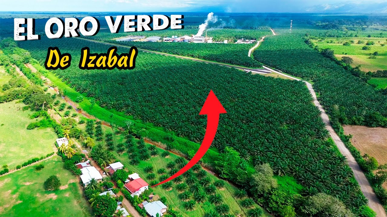 Conoce el ORO VERDE que hay en esta Comunidad de/Izabal Guatemala